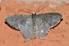 Chloropteryx languescens