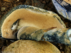 Gyroporus cyanescens