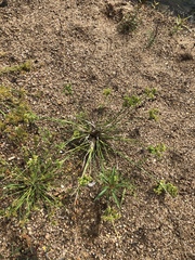 Cyperus surinamensis