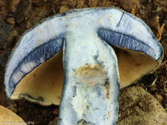 Gyroporus cyanescens