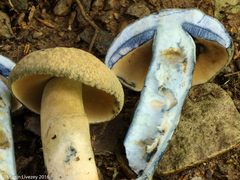 Gyroporus cyanescens