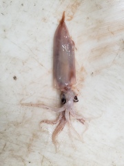 Gonatus fabricii