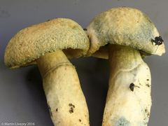 Gyroporus cyanescens