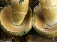 Gyroporus cyanescens