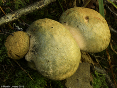 Gyroporus cyanescens