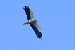 Neophron percnopterus