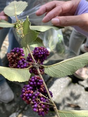Callicarpa formosana formosana