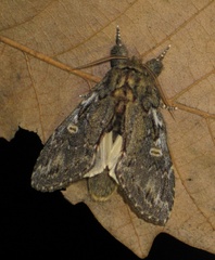 Peridea anceps