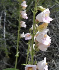 Penstemon palmeri