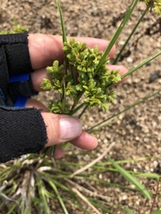 Cyperus surinamensis