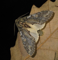 Peridea anceps