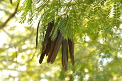 Leucaena leucocephala