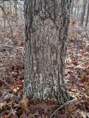 Aleurodiscus oakesii