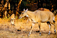 Boselaphus tragocamelus