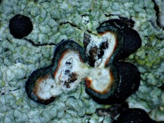 Mycoblastus sanguinarius