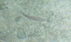 Dicentrarchus labrax