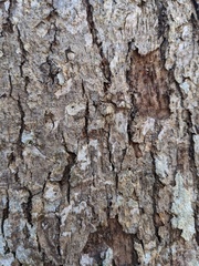 Aleurodiscus oakesii