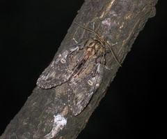 Peridea anceps
