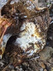 Hypomyces microspermus