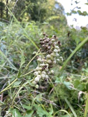 Parthenium auriculatum
