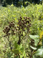 Parthenium auriculatum