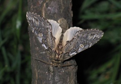 Peridea anceps