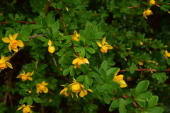 Berberis microphylla