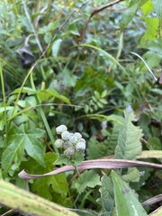 Parthenium auriculatum