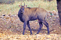 Boselaphus tragocamelus