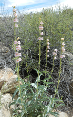 Penstemon palmeri