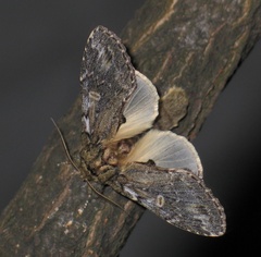 Peridea anceps