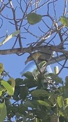 Piranga rubra