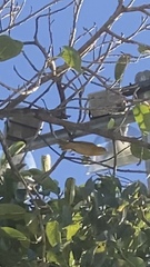 Piranga rubra
