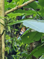 Placidina euryanassa