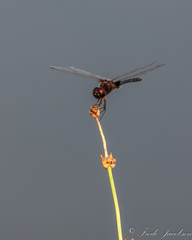 Macrodiplax balteata