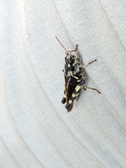 Melanoplus punctulatus