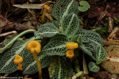 Gloioxanthomyces nitidus