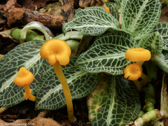 Gloioxanthomyces nitidus