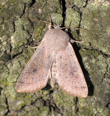 Orthosia gracilis