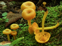 Gloioxanthomyces nitidus