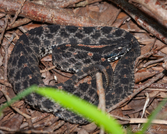 Sistrurus miliarius barbouri