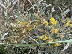 Acacia redolens