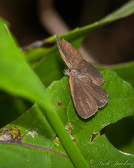 Hermeuptychia sosybius
