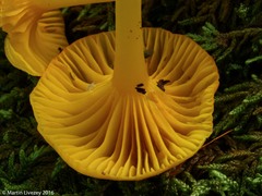 Gloioxanthomyces nitidus