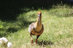 Theristicus melanopis