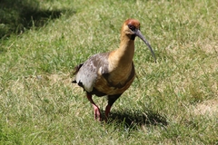 Theristicus melanopis