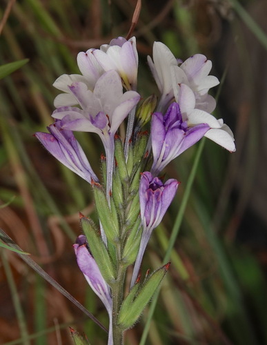 Image of Babiana patersoniae by (c) desertnaturalist, some rights reserved (CC BY)