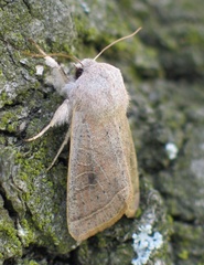 Orthosia gracilis
