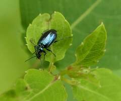 Lebia