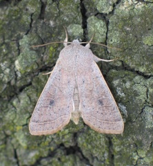 Orthosia gracilis